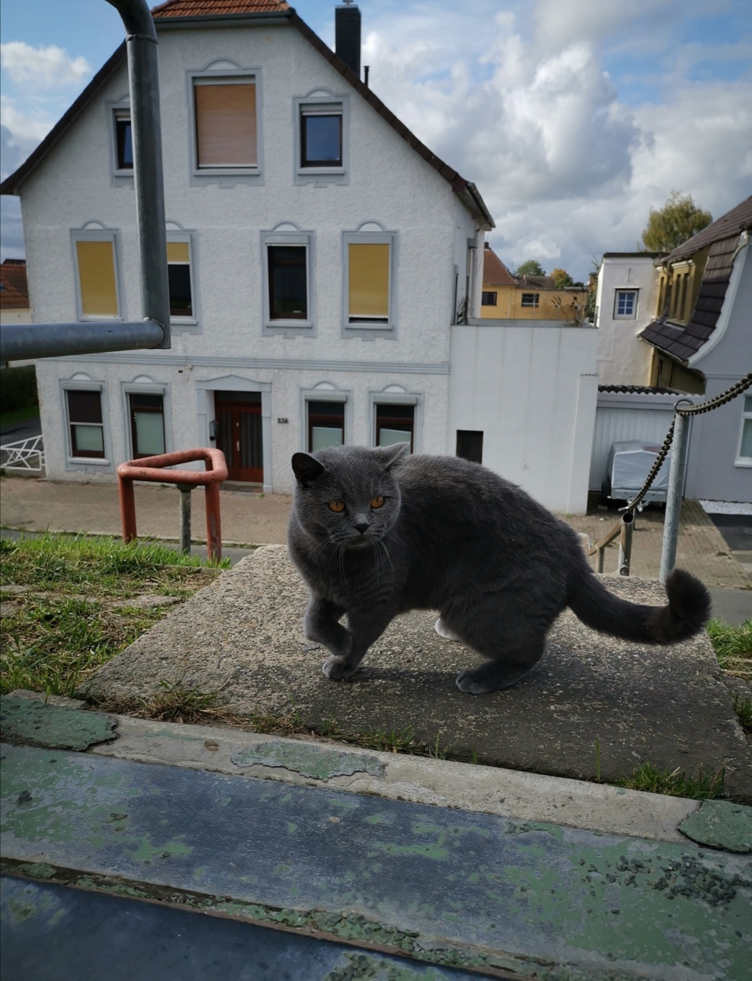 Kater auf dem Weserdeich Im Hintergrund das Haus der Erziehungsstelle