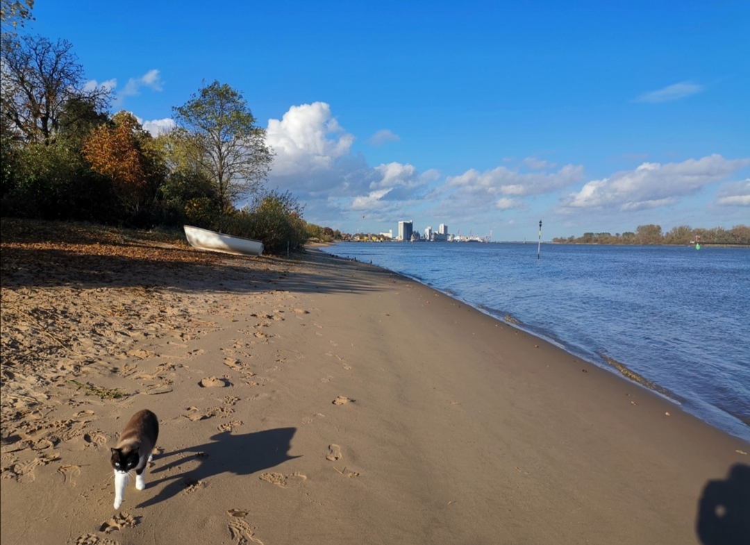 Spaziergang mit Katze an der weser