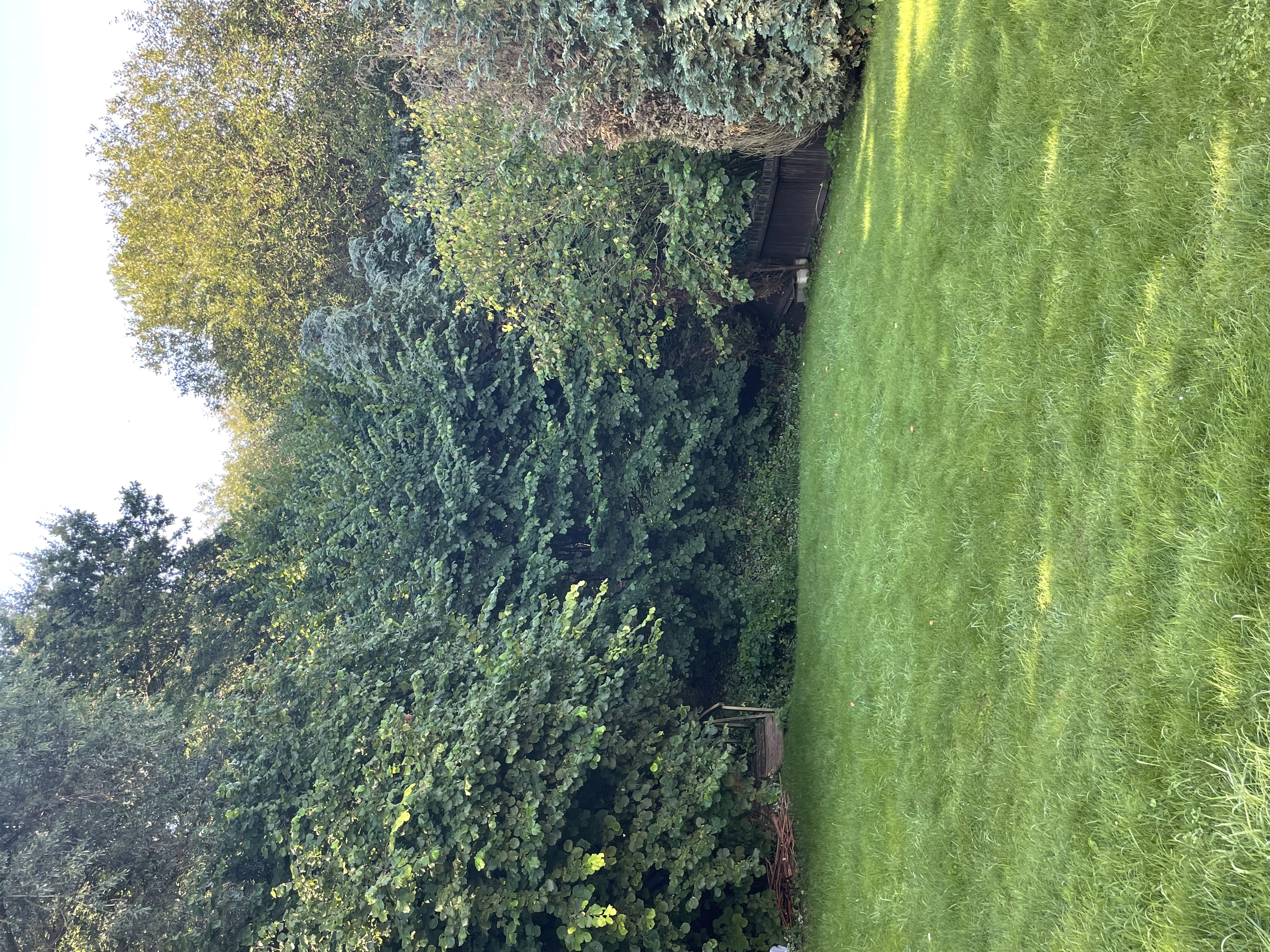 IMG 7435